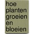 Hoe planten groeien en bloeien