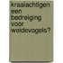 Kraaiachtigen een bedreiging voor weidevogels?