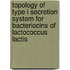 Topology of type I secretion system for bacteriocins of lactococcus lactis