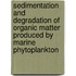 Sedimentation and degradation of organic matter produced by marine phytoplankton