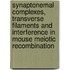 Synaptonemal complexes, transverse filaments and interference in mouse meiotic recombination