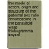 The mode of action, origin and structure of the Paternal Sex Ratio chromosome in the parasitoid wasp Trichogramma kaykai