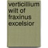 Verticillium wilt of Fraxinus excelsior