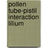 Pollen tube-pistil interaction lilium