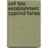 Cell fate establishment cyprinid fishes