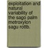 Exploitation and natural variability of the sago palm Metroxylon sagu Rottb.