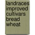 Landraces improved cultivars bread wheat