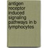 Antigen receptor induced signaling pathways in B lymphocytes