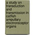 A study on transduction and transmission in catfish ampullary electroreceptor organs