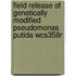 Field release of genetically modified pseudomonas putida WCS358r