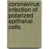 Coronavirus infection of polarized epithelial cells