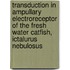 Transduction in ampullary electroreceptor of the fresh water catfish, Ictalurus nebulosus