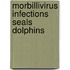 Morbillivirus infections seals dolphins