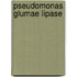 Pseudomonas glumae lipase