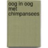 Oog in oog met chimpansees