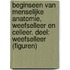 Beginseen van menselijke anatomie, weefselleer en celleer. Deel: weefselleer (figuren)