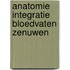 Anatomie integratie bloedvaten zenuwen