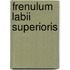 Frenulum labii superioris