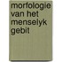 Morfologie van het menselyk gebit