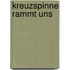 Kreuzspinne rammt uns