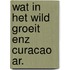 Wat in het wild groeit enz curacao ar.