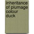 Inheritance of plumage colour duck