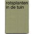 Rotsplanten in de tuin