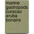Marine gastropods curacao aruba bonaire
