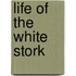 Life of the white stork