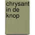 Chrysant in de knop