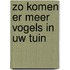 Zo komen er meer vogels in uw tuin