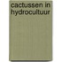 Cactussen in hydrocultuur