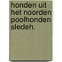 Honden uit het noorden poolhonden sledeh.