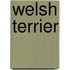 Welsh terrier