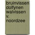 Bruinvissen dolfynen walvissen v. noordzee