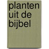 Planten uit de bijbel by D. Smit