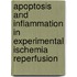 Apoptosis and inflammation in experimental ischemia reperfusion