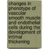 Changes in phenotype of vascular smooth muscle and endothelial cells during the development of intimal thickening