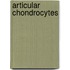 Articular chondrocytes