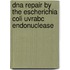 DNA repair by the Escherichia coli UvrABC endonuclease