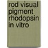 Rod visual pigment rhodopsin in vitro