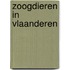 Zoogdieren in Vlaanderen