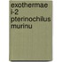 Exothermae i-2 pterinochilus murinu