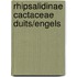 Rhipsalidinae cactaceae duits/engels