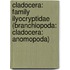 Cladocera: Family Ilyocryptidae (Branchiopoda: Cladocera: Anomopoda)