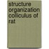 Structure organization colliculus of rat
