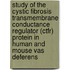 Study of the Cystic Fibrosis transmembrane conductance regulator (CTFR) protein in human and mouse vas deferens