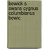 Bewick s swans cygnus columbianus bewic