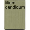 Lilium candidum door L. Stroeve
