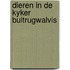 Dieren in de kyker bultrugwalvis